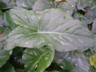 Arum italicum subsp. neglectum